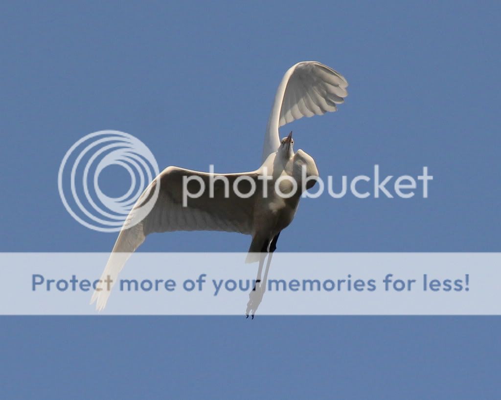 IMAGE: http://i512.photobucket.com/albums/t322/BogiePutt/e49.jpg