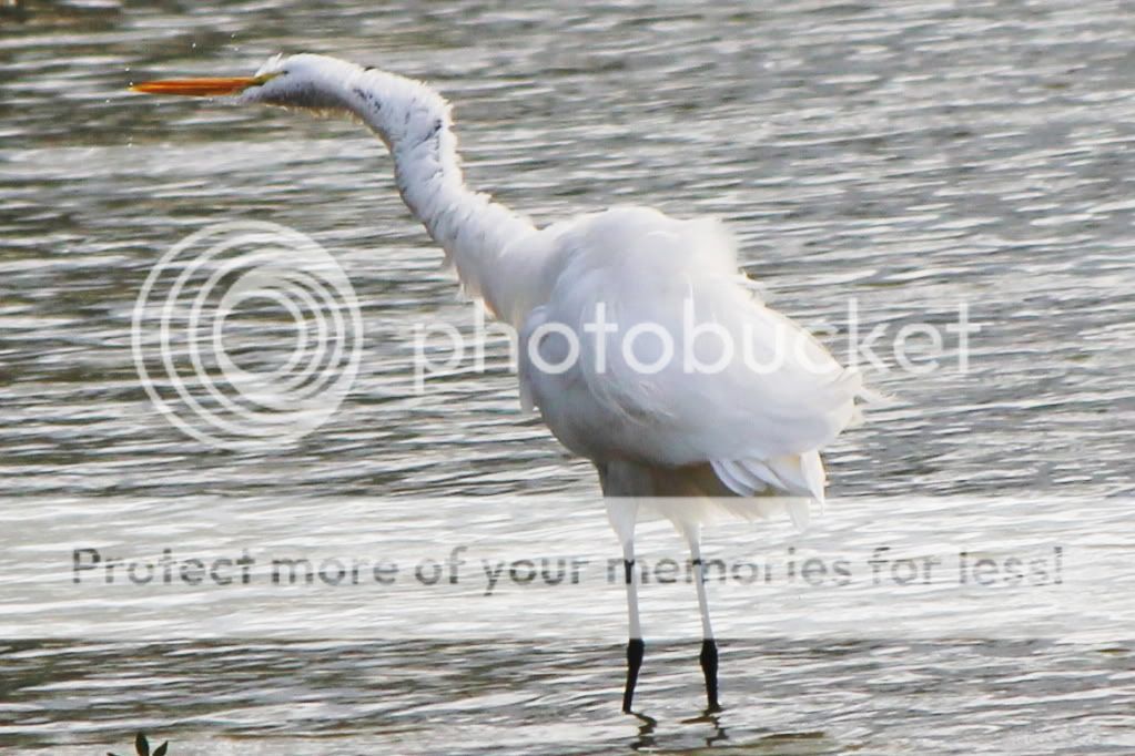 IMAGE: http://i512.photobucket.com/albums/t322/BogiePutt/e5-1.jpg