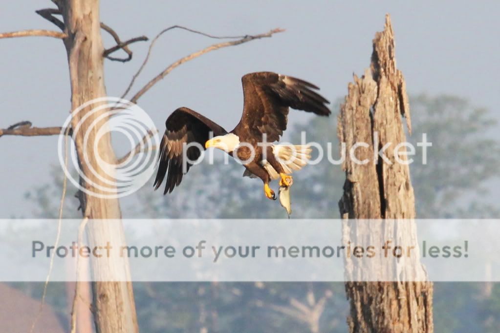 IMAGE: http://i512.photobucket.com/albums/t322/BogiePutt/e59.jpg