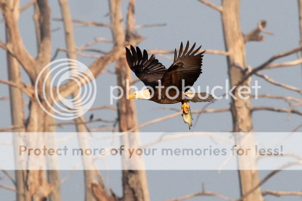 IMAGE: http://i512.photobucket.com/albums/t322/BogiePutt/e63.jpg