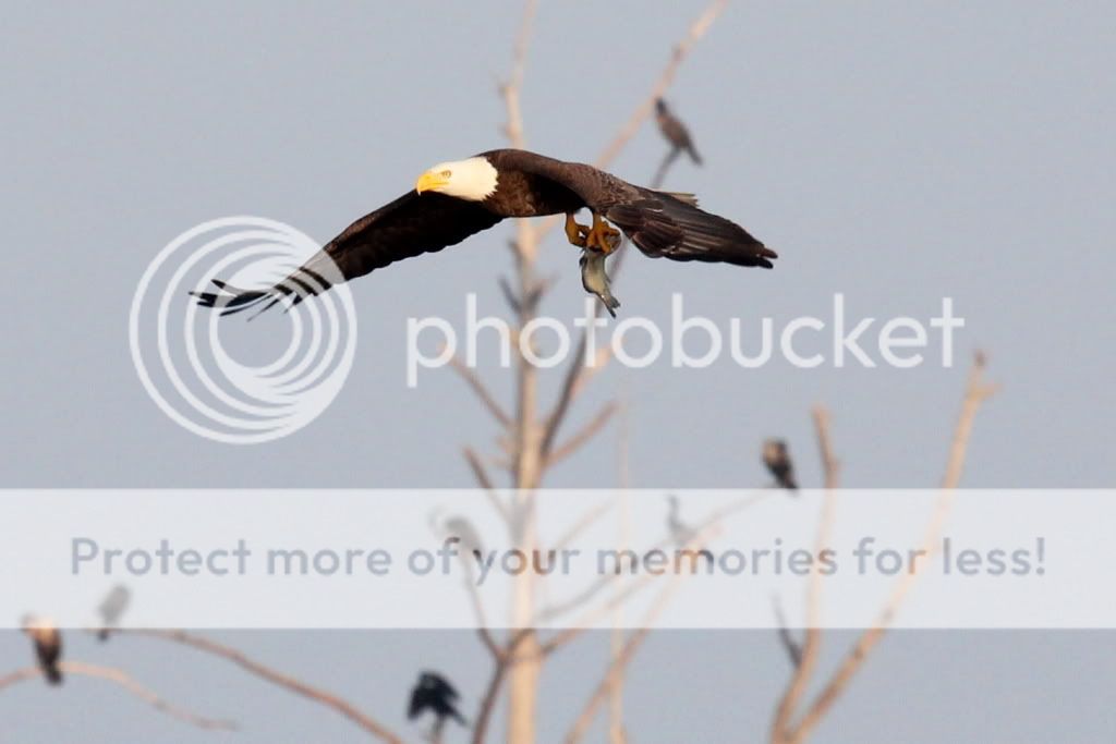 IMAGE: http://i512.photobucket.com/albums/t322/BogiePutt/e661.jpg