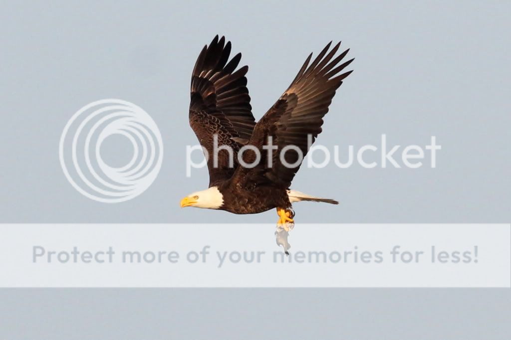 IMAGE: http://i512.photobucket.com/albums/t322/BogiePutt/e72.jpg