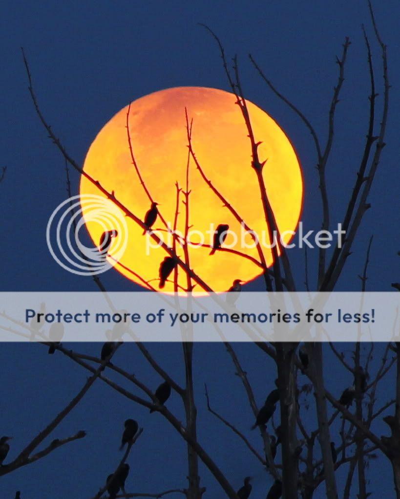 IMAGE: http://i512.photobucket.com/albums/t322/BogiePutt/eclipse3.jpg