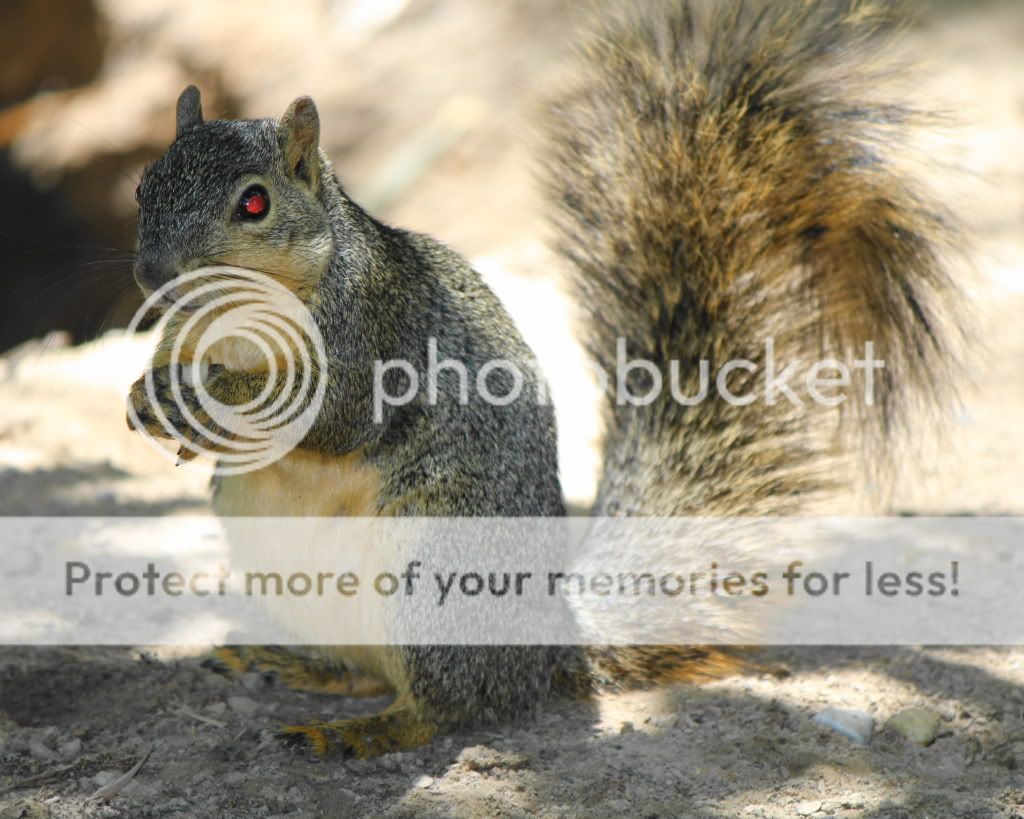 IMAGE: http://i512.photobucket.com/albums/t322/BogiePutt/evilsquirrel.jpg