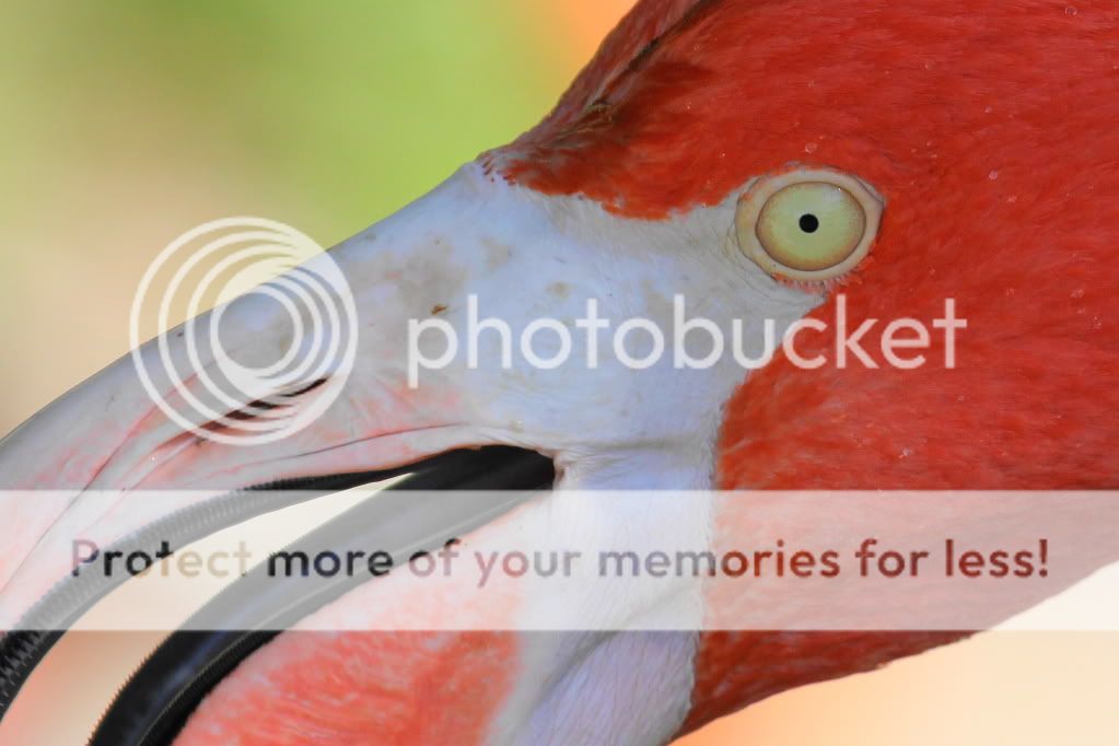 IMAGE: http://i512.photobucket.com/albums/t322/BogiePutt/f4.jpg