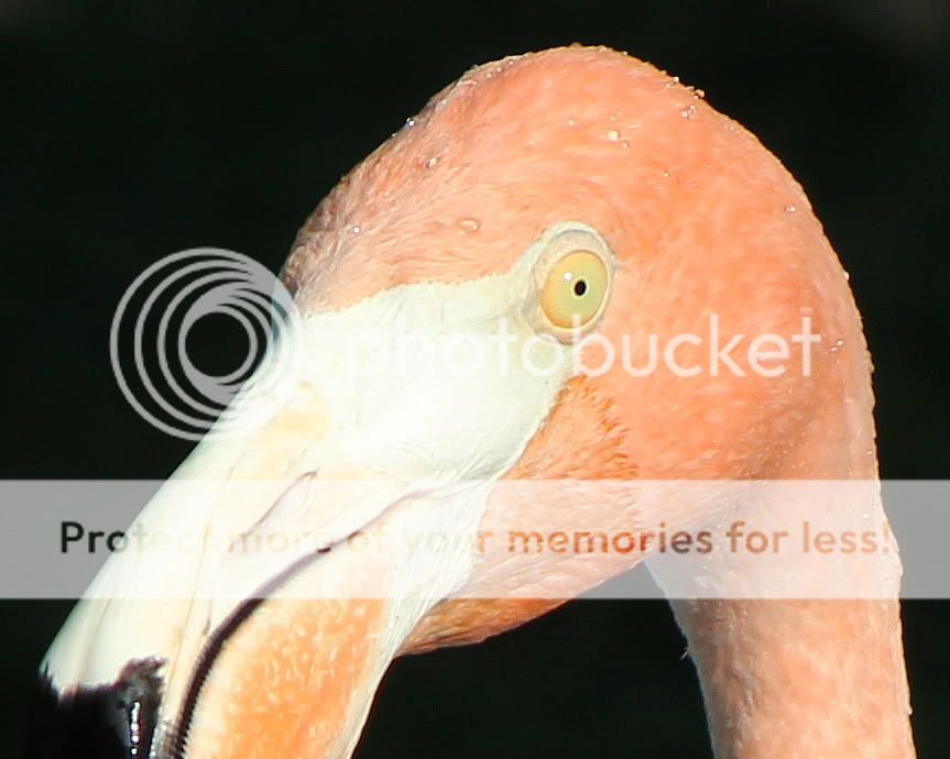 IMAGE: http://i512.photobucket.com/albums/t322/BogiePutt/flamingo5.jpg