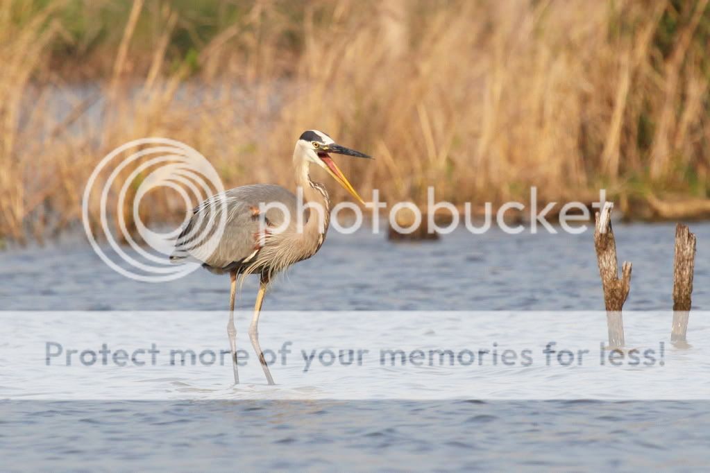 IMAGE: http://i512.photobucket.com/albums/t322/BogiePutt/h113.jpg