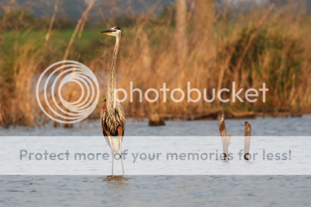 IMAGE: http://i512.photobucket.com/albums/t322/BogiePutt/h34.jpg