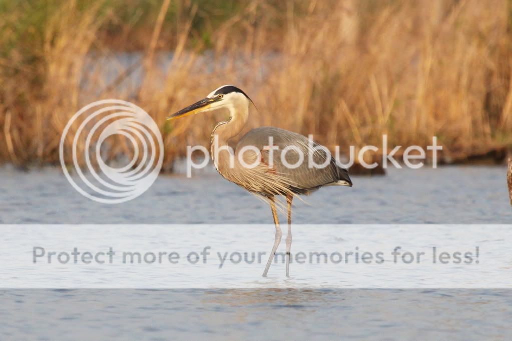 IMAGE: http://i512.photobucket.com/albums/t322/BogiePutt/h57.jpg