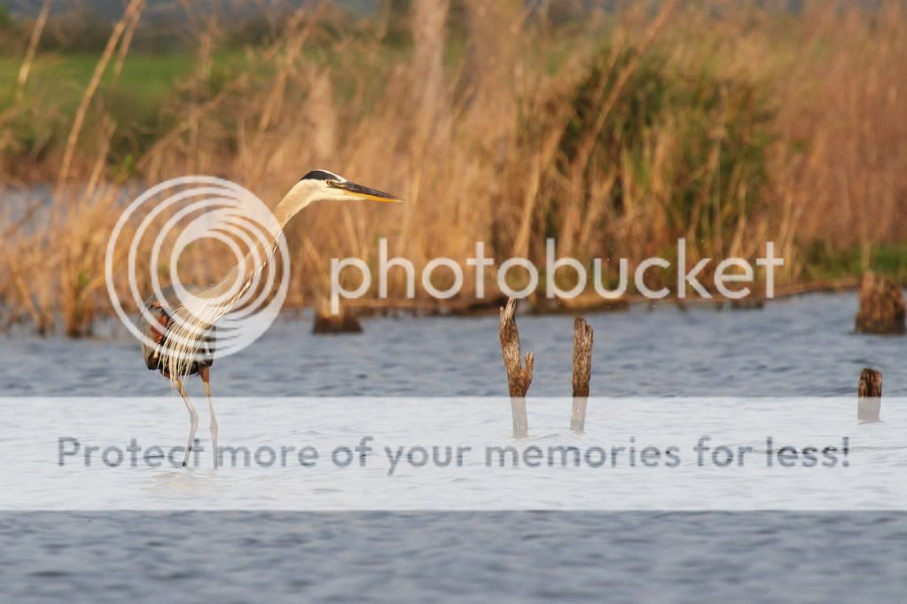 IMAGE: http://i512.photobucket.com/albums/t322/BogiePutt/h83.jpg