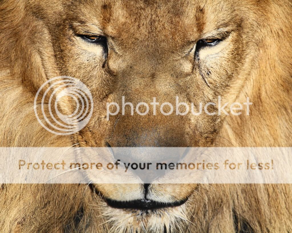 IMAGE: http://i512.photobucket.com/albums/t322/BogiePutt/l5.jpg