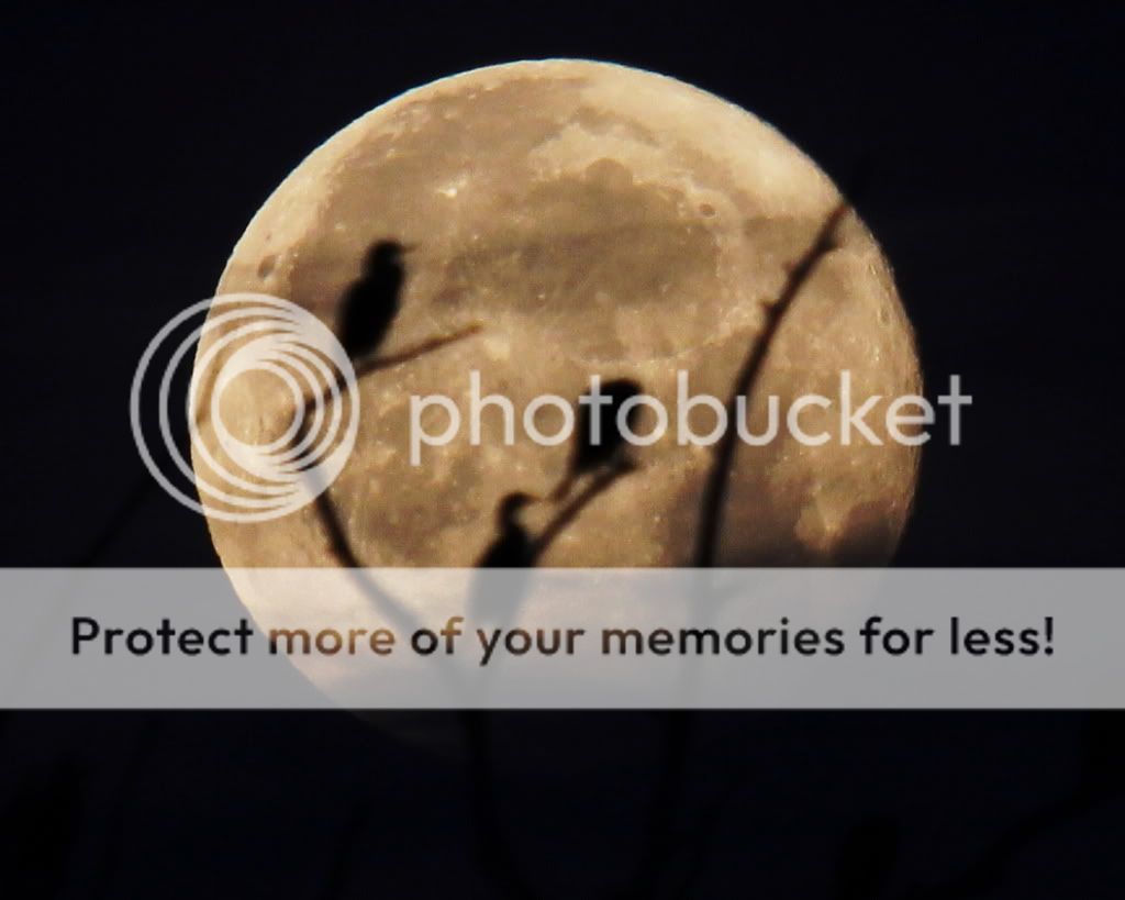 IMAGE: http://i512.photobucket.com/albums/t322/BogiePutt/m6.jpg