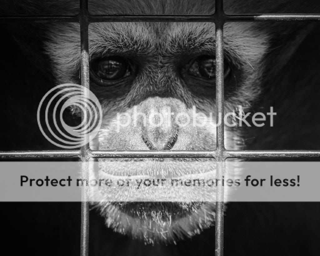 IMAGE: http://i512.photobucket.com/albums/t322/BogiePutt/monkey01282012052_zpsa8525036.jpg