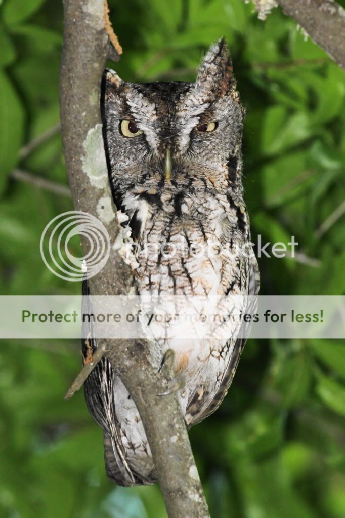 IMAGE: http://i512.photobucket.com/albums/t322/BogiePutt/o103.jpg