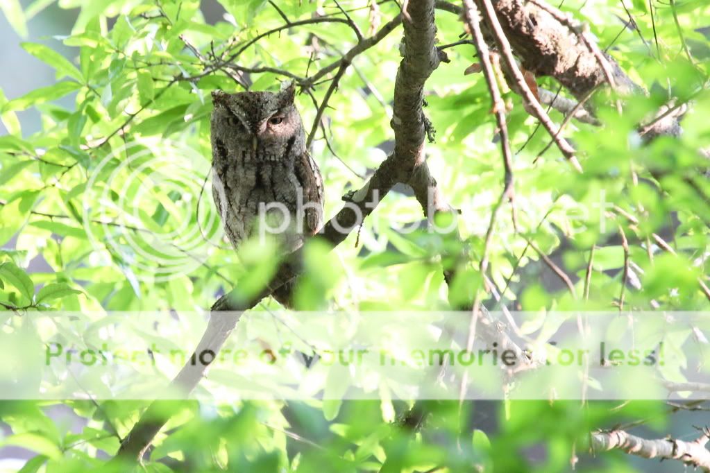 IMAGE: http://i512.photobucket.com/albums/t322/BogiePutt/o50.jpg