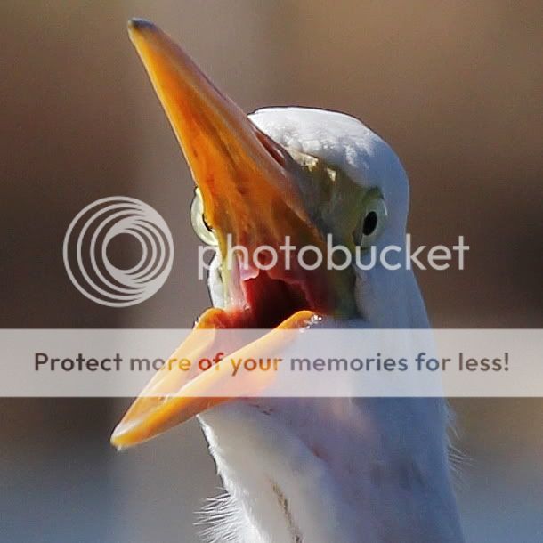 IMAGE: http://i512.photobucket.com/albums/t322/BogiePutt/s1.jpg