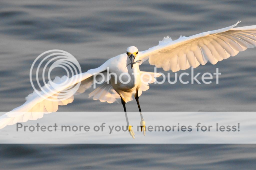 IMAGE: http://i512.photobucket.com/albums/t322/BogiePutt/snowy09242012021.jpg