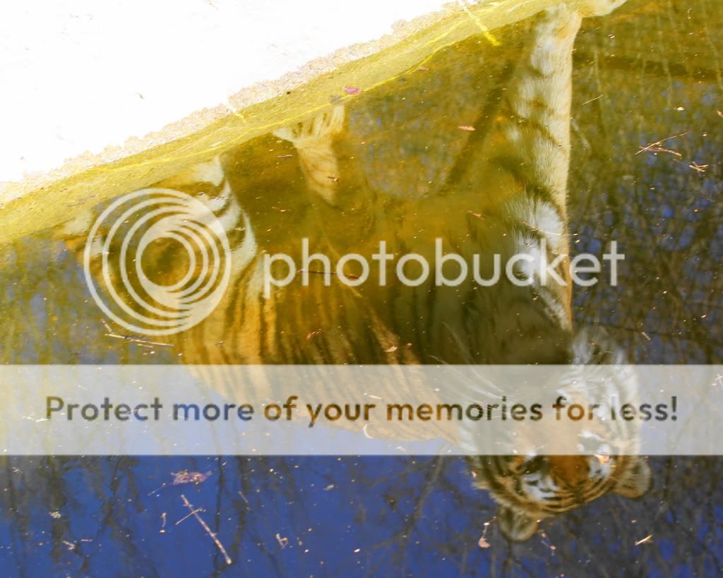 IMAGE: http://i512.photobucket.com/albums/t322/BogiePutt/t10.jpg