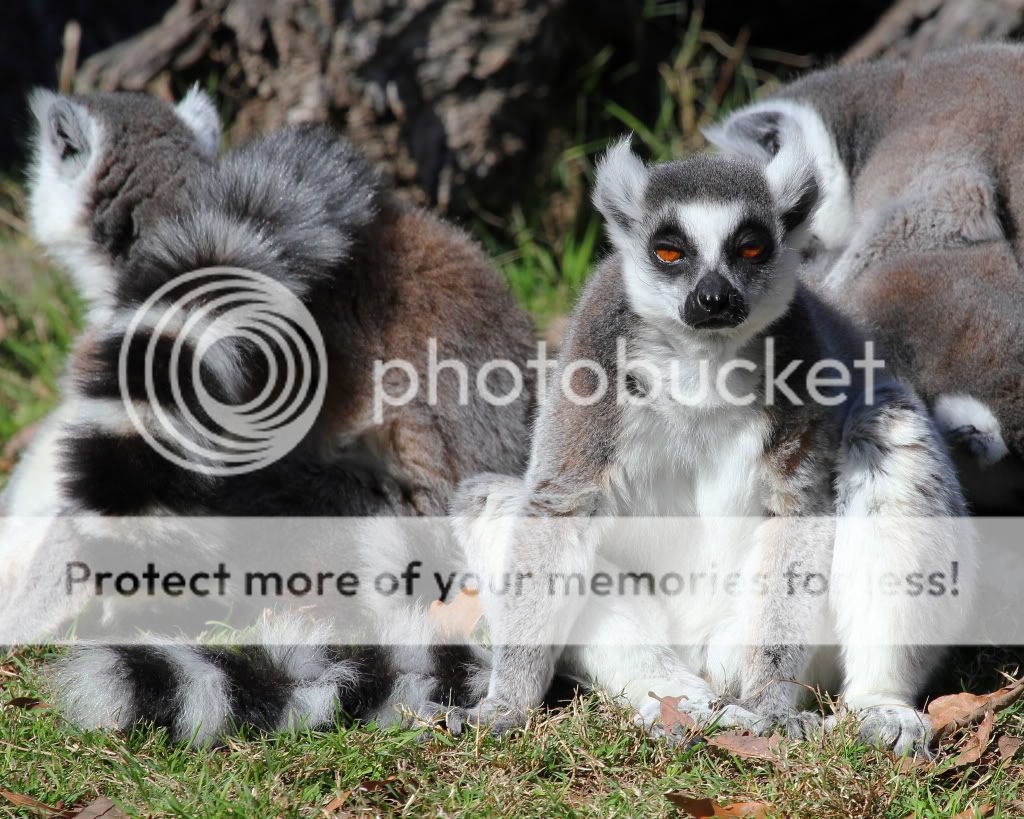 IMAGE: http://i512.photobucket.com/albums/t322/BogiePutt/u1.jpg