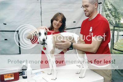 Microchipping The writer’s dog, Benton, gets microchipped. Photo By: Jane Warshaw