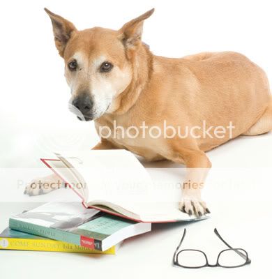 dogbooks Promise, an adult female shepherd mix, loves to curl up with a good book. Photo by Christopher Appoldt