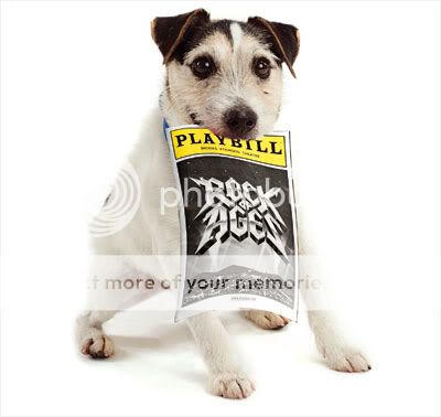 theaterdog Bandit just loved Rock of Ages. The wired hair Jack Russell terrier mix is about 2 years old.