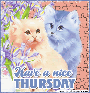 cat-nice-thursday.gif