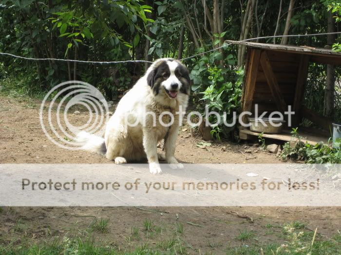 Качена снимка